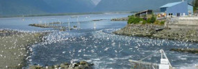 Solomon Gulch Hatchery